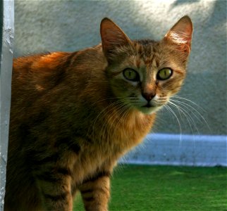 independent-cats_2017_0624_082801