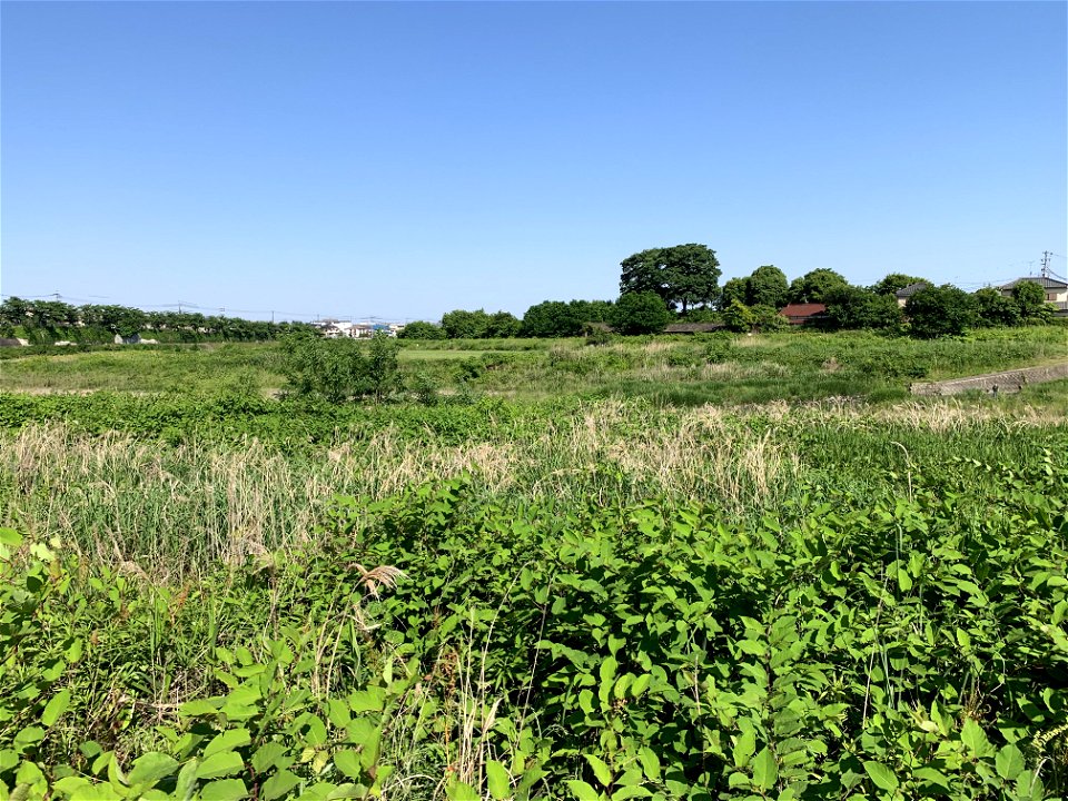 Ogawa in Akiruno-shi