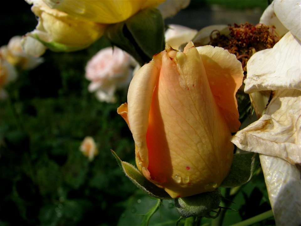 trandaf2009_0602_084553(1)