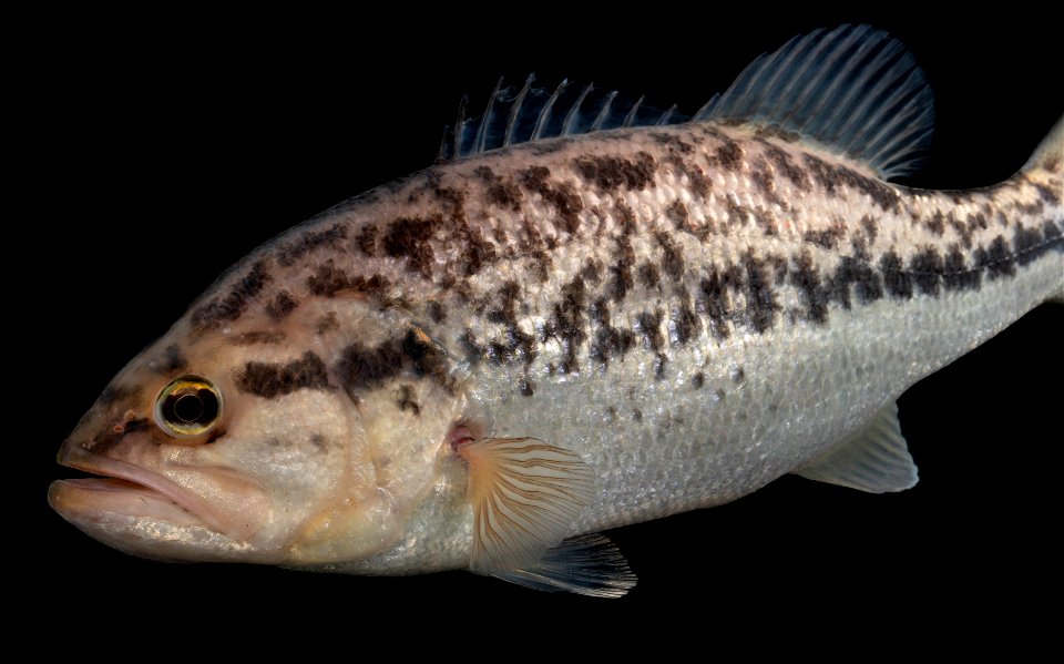 Largemouth Bass on Black