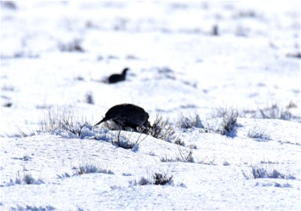 Greater sage-grouse on Seedskadee National Wildlife Refuge photo