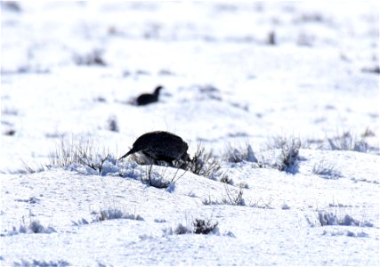 Greater sage-grouse on Seedskadee National Wildlife Refuge