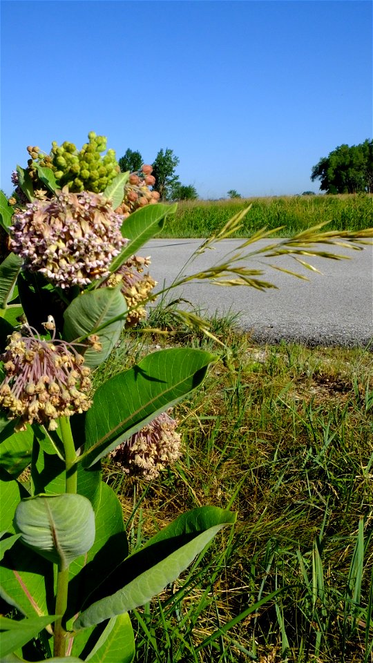 Roadside Milkweed at DeSoto National Wildlife Refuge in Iowa