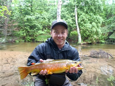 Brown Trout photo