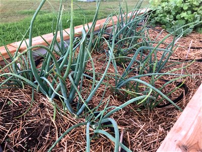 Goliath Green Onions