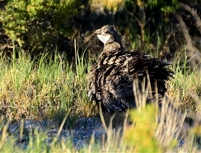 Greater sage-grouse at Seedskadee National Wildlife Refuge