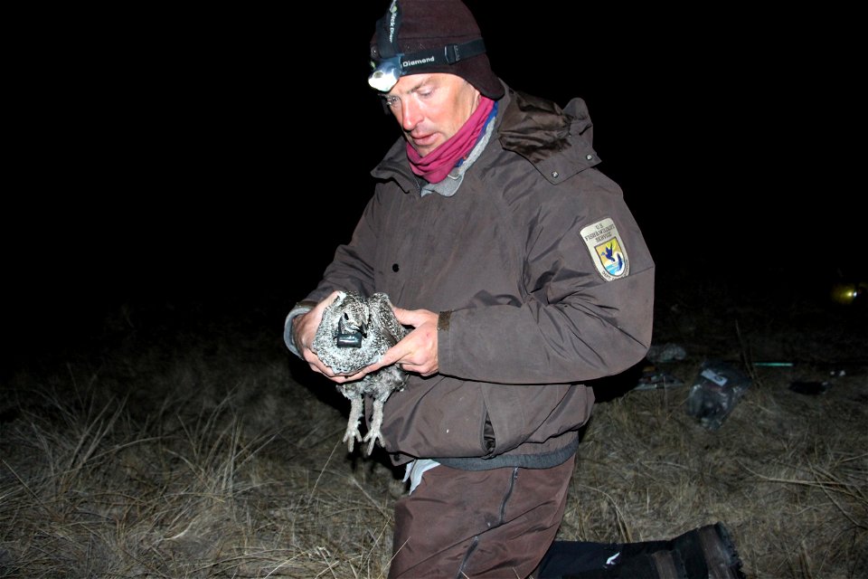 Sage grouse science photo