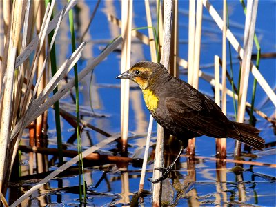 Yellow headed blackbird at Seedskadee National Wildlife Refuge