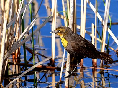 Yellow headed blackbird at Seedskadee National Wildlife Refuge photo