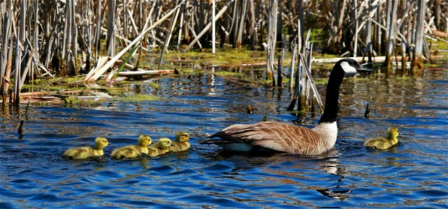 Canada goose with goslings photo