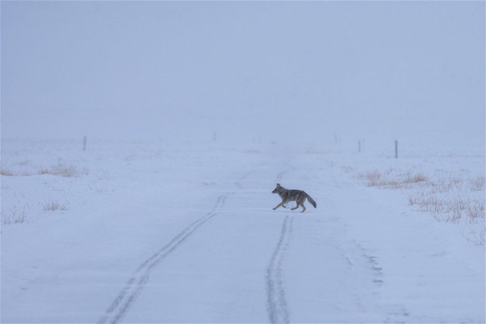 Coyote on the National Elk Refuge