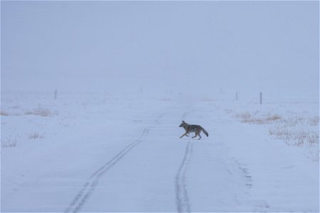 Coyote on the National Elk Refuge photo