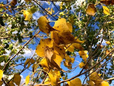 Autumn is Poplar Around Here