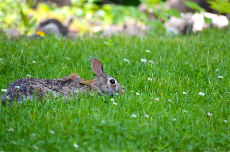 Streched out cottontail photo