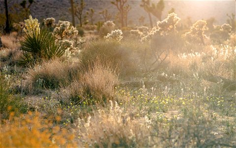 Desert flora at sunset photo