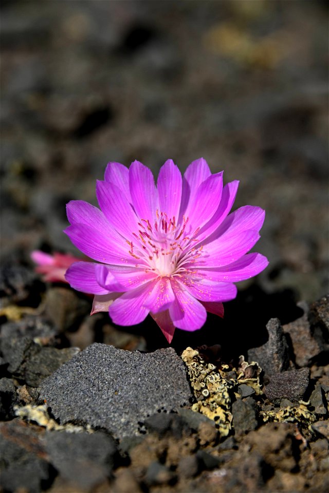 Bitterroot (Lewisia rediviva) photo