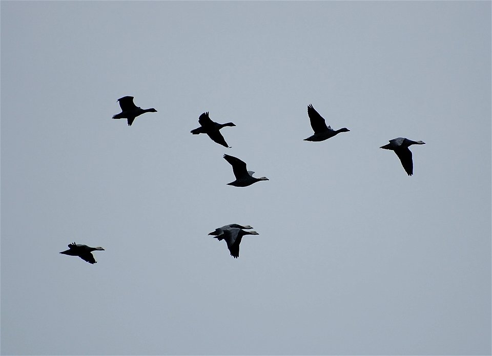 Brant at Izembek Lagoon