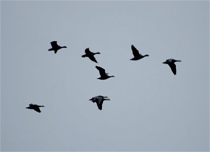 Brant at Izembek Lagoon