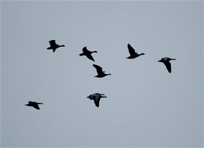 Brant at Izembek Lagoon photo