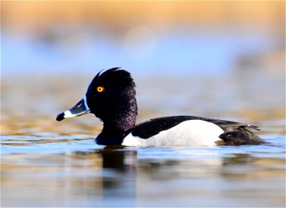 Ring-necked duck at Seedskadee National Wildlife Refuge Wyoming photo