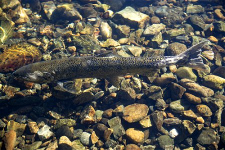 Spring Chinook salmon in Trinity River. Credit: John Heil/USFWS photo