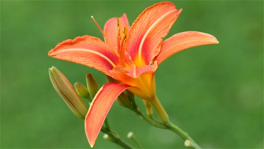 Gelbrote Taglilie (Hemerocallis fulva)