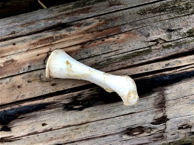 A-bone-doned