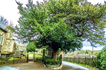 Yew Tree planted in 1708 ( 314 years old )