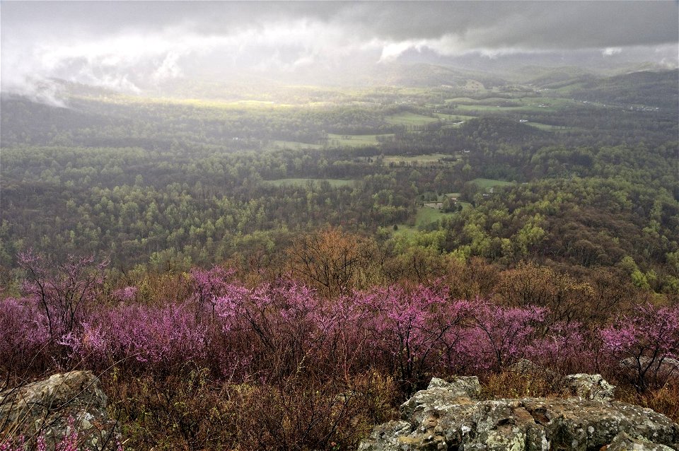 Redbud Valley Vista photo