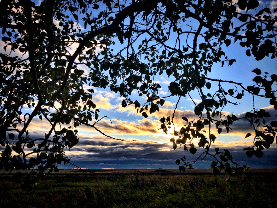 2021/365/236 Tree With a View photo