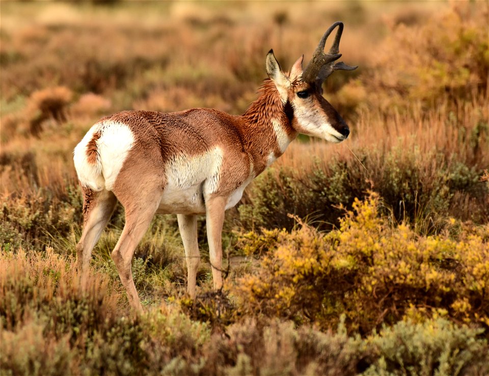 Pronghorn at Seedskadee National Wildlife Refuge
