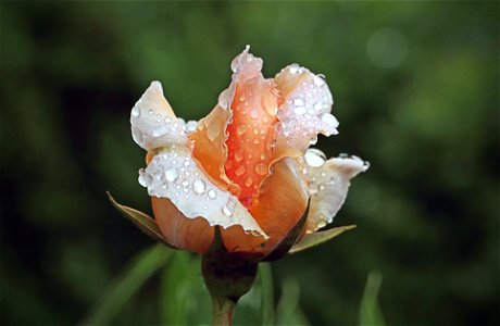 Rain drops on roses. photo