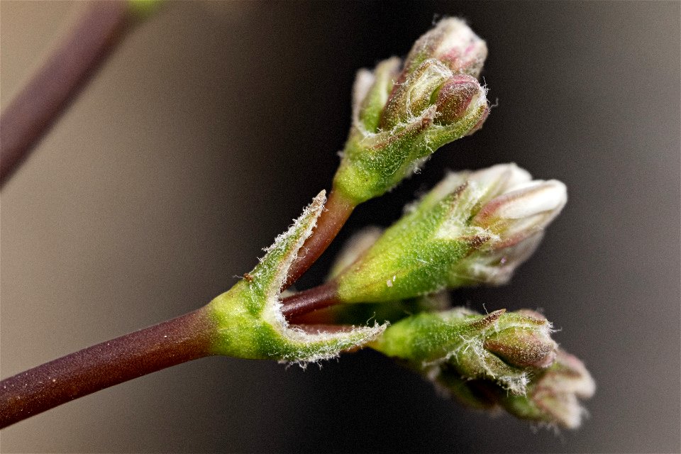 Eriogonum lonchophyllum