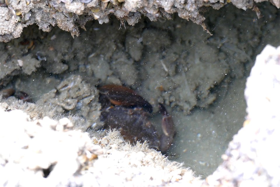 ROCK CRAB-P1910711