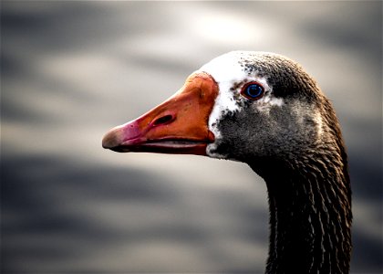 A Peeking Goose Not A Peeking Duck photo