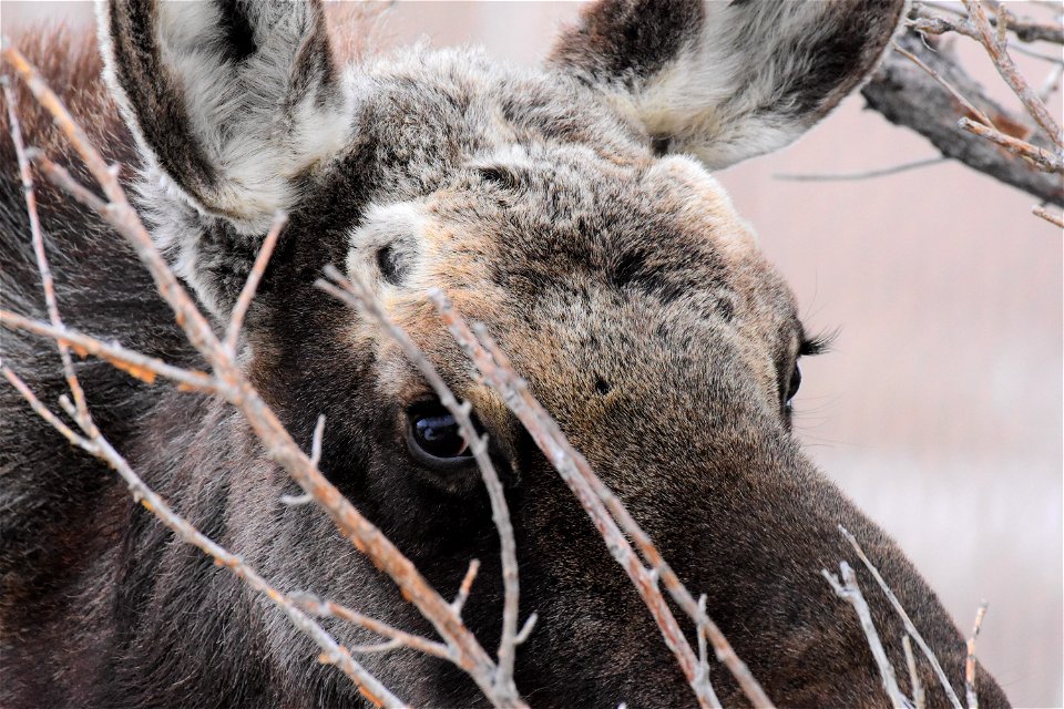 Moose at Seedskadee National Wildlife Refuge