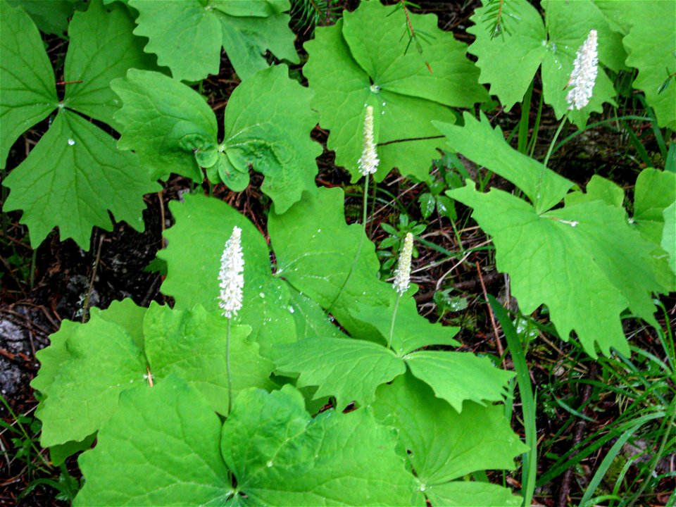 vanilla-leafjpg_49385550916_o