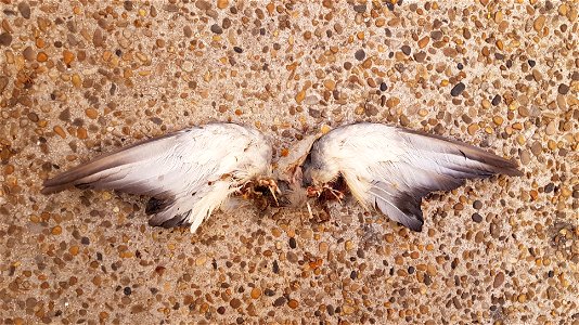 Pigeon mangé par un goéland