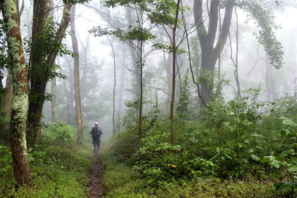 Into the Wild photo