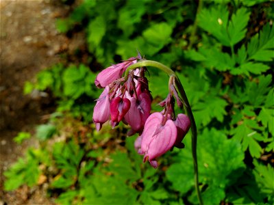 Bleeding Hearts along the Beaver Lake Trail, Mt. Baker-Snoqualmie National Forest. Photo by Anne Vassar April 29, 2021. photo