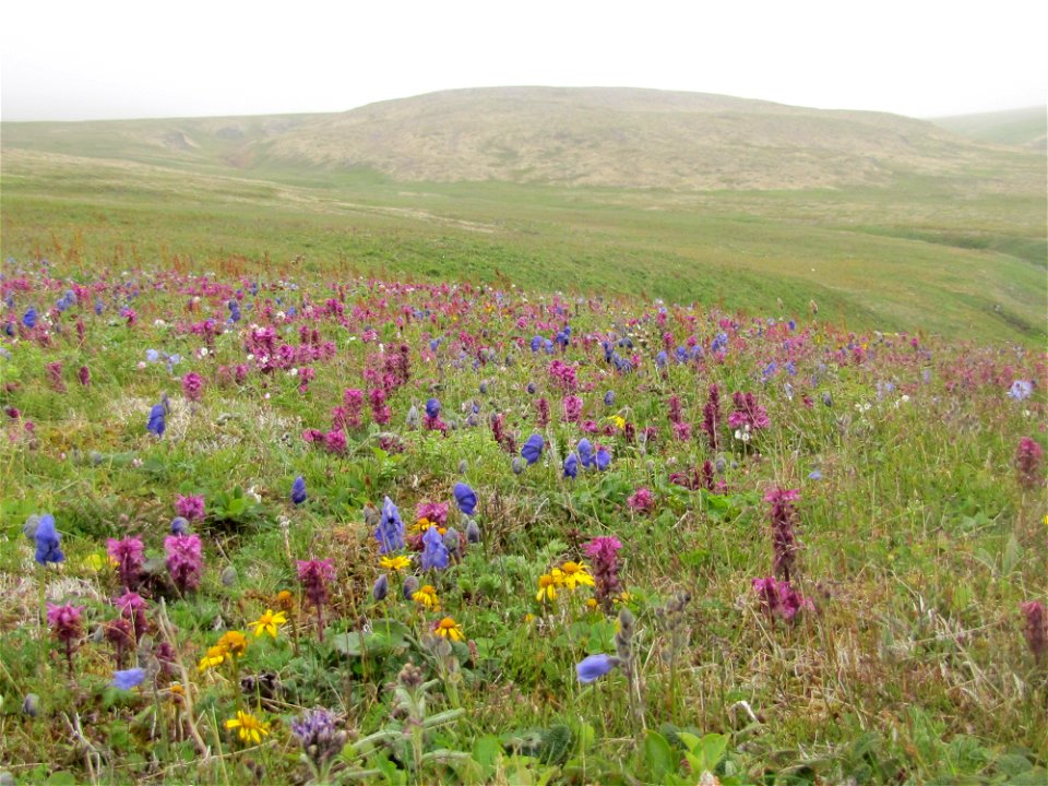 Wildflowers in the fog