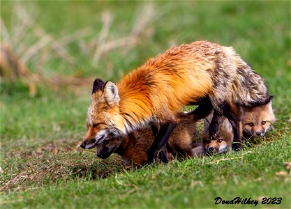 Red Fox mom and pups photo