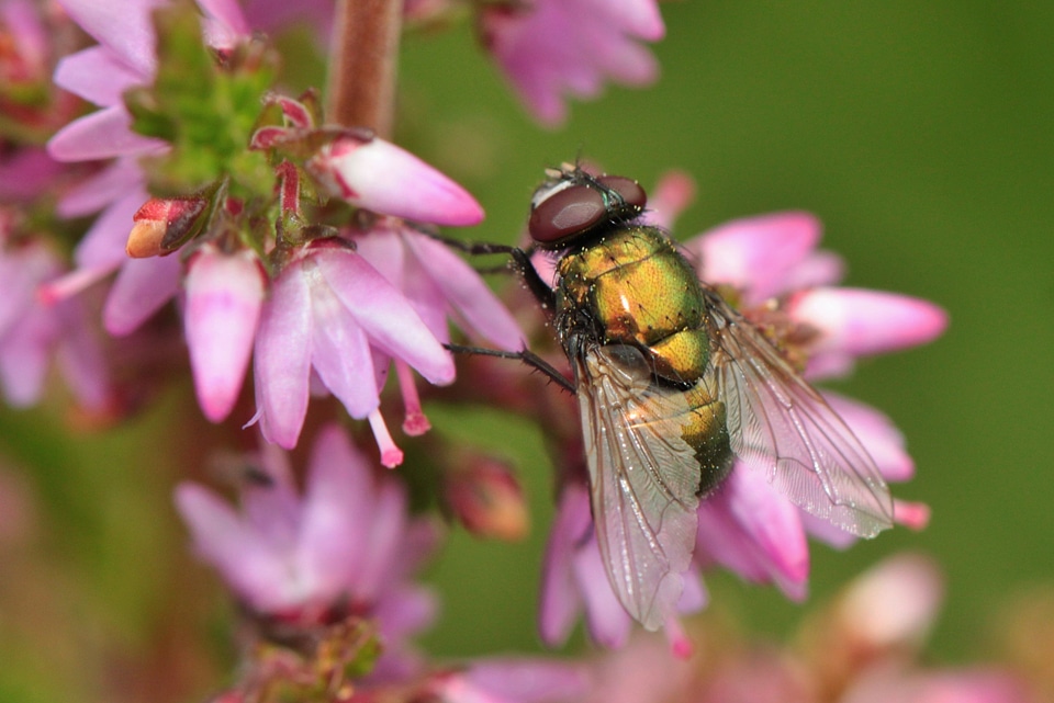 Heather flower bloom