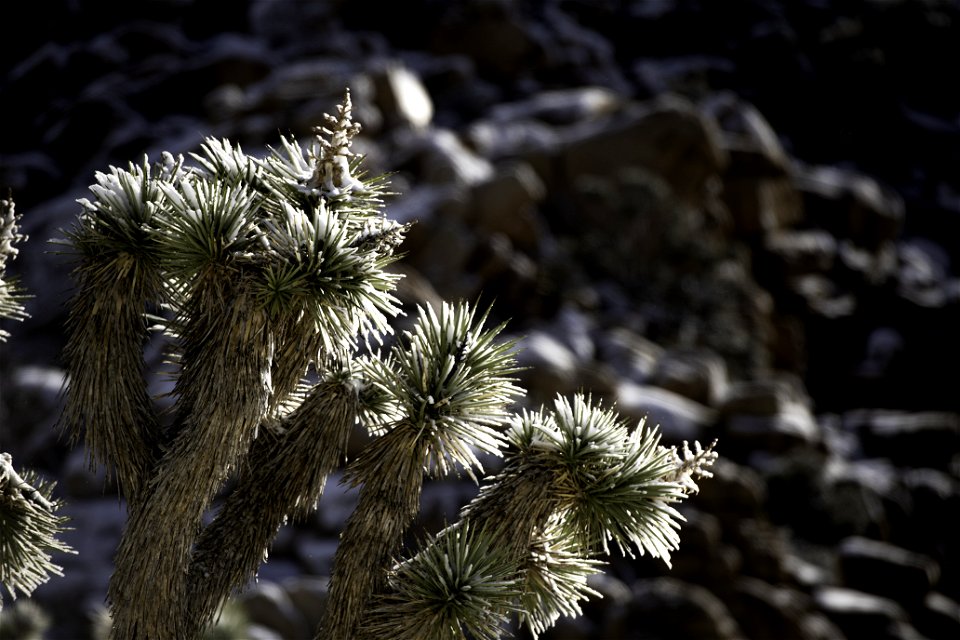 Snow on Joshua tree photo