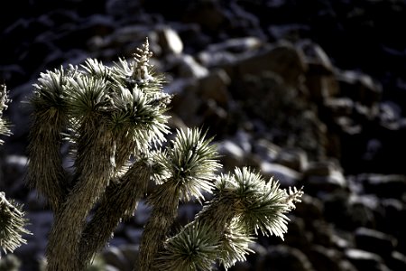 Snow on Joshua tree