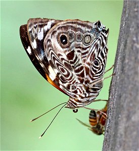 BEAUTY, BLOMFILD'S (Smyrna blomfildia) (01-11-2022) national butterfly center, hidalgo co, tx -01