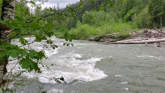 Springtime Sauk River running high near Darrington, Mt. Baker-Snoqualmie National Forest. Video by Anne Vassar May 17, 2021.