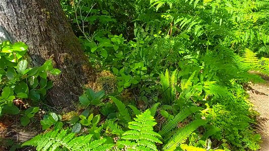 Western Tiger Swallowtail, Mt. Baker-Snoqualmie National Forest. Video by Anne Vassar June 22, 2021. photo