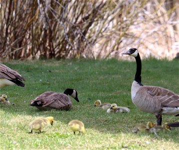 Canada Goose and Goslings on the National Elk Refuge photo