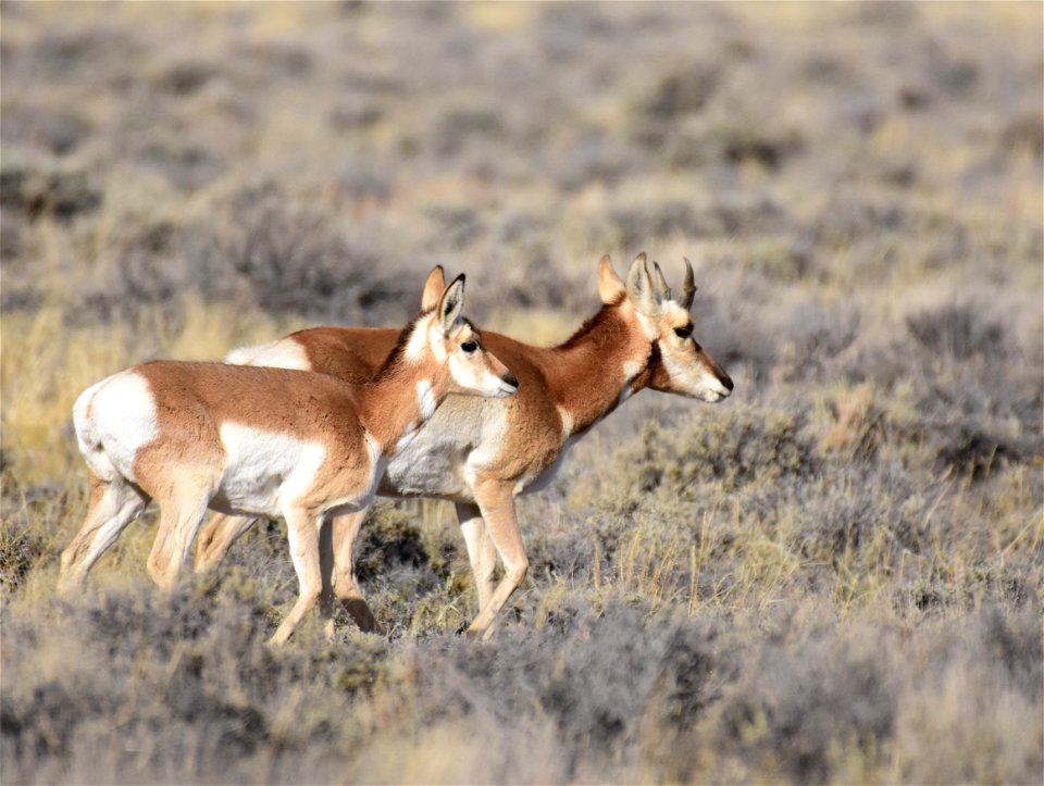 Pronghorn on Seedskadee National Wildlife Refuge